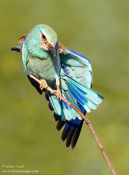 European Roller